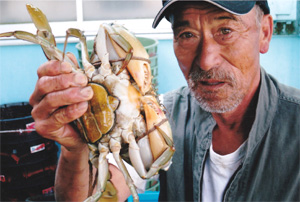 写真（2）捕漁した大きなドウマンカニ（一匹4000円位）